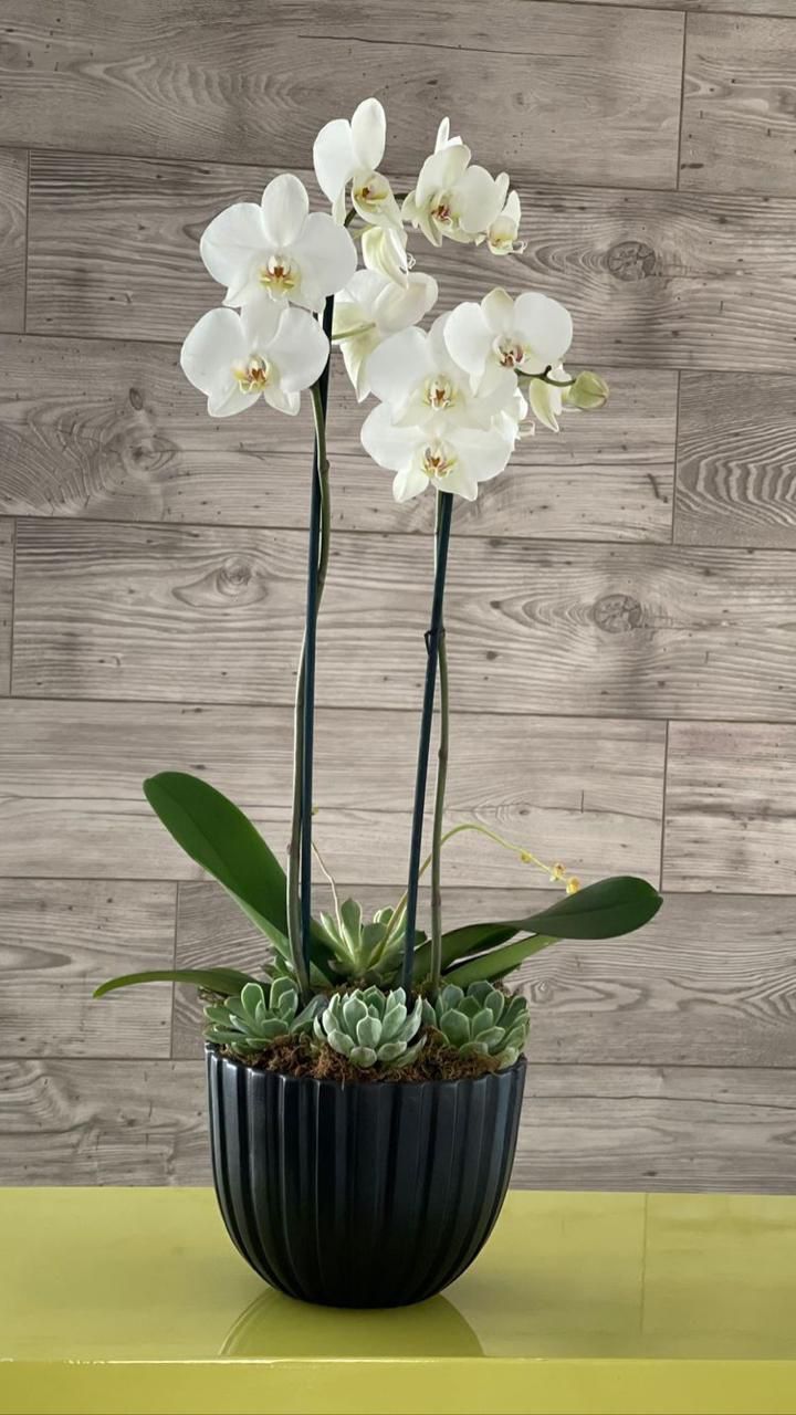 Orquidea con suculentas