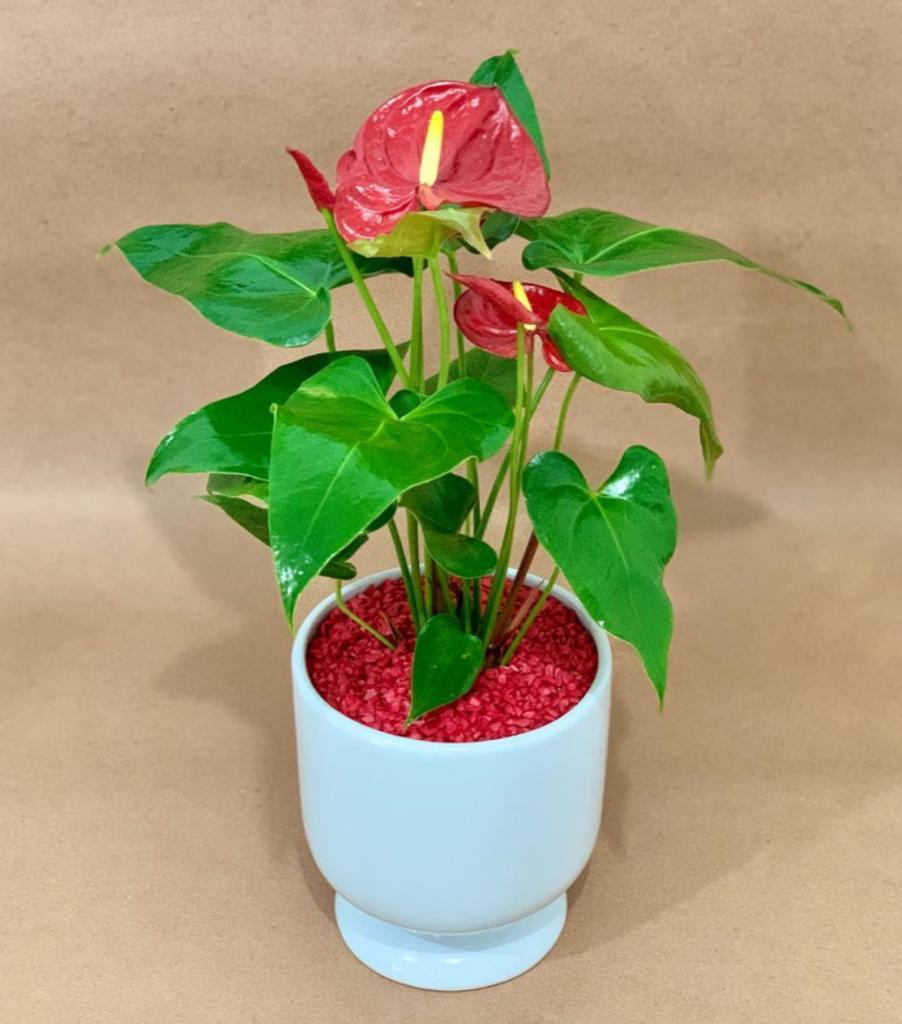 anthurium en maceta de cerámica Anturio en maceta – Lu floreria