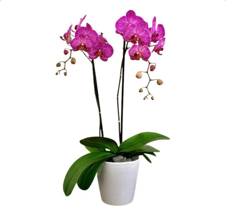 Orquidea Morada