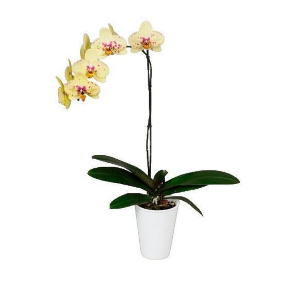 Orquidea Amarilla