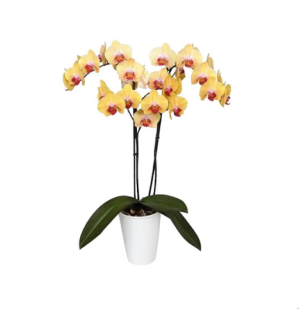 Orquidea Amarilla