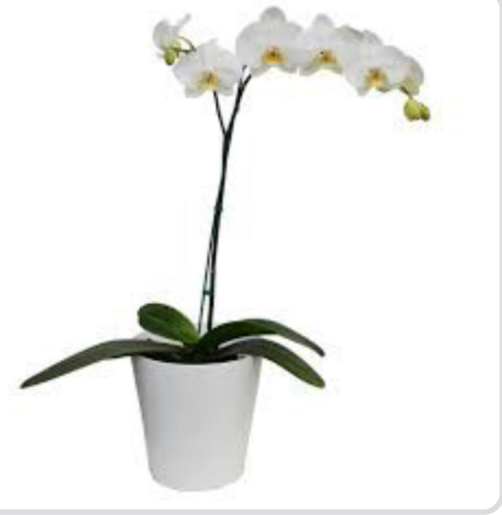 Orquidea Blanca