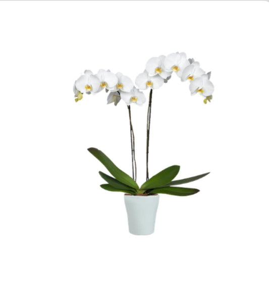 Orquidea Blanca