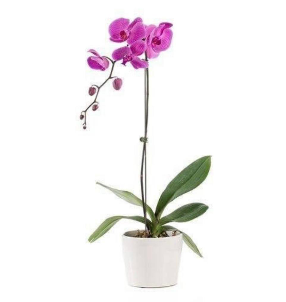 Orquidea Morada