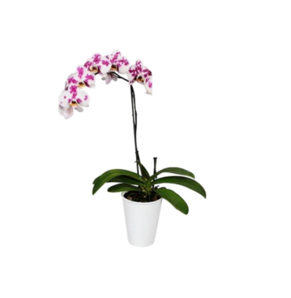 Orquidea Moteada