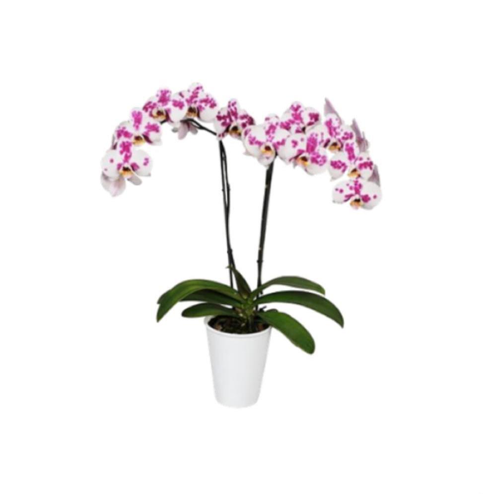 Orquidea Moteada